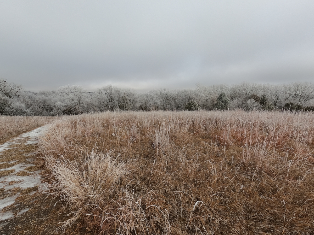 Frosty Trees & Grass